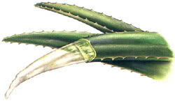 Struttura della foglia di Aloe vera
