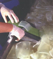 Estrazione del gel d'Aloe