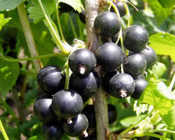Bacche di Ribes nero