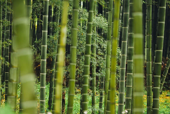 Bamb - Bamboo