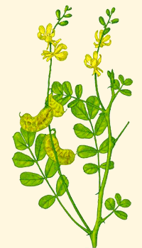 Henn neutro (Cassia obovata)
