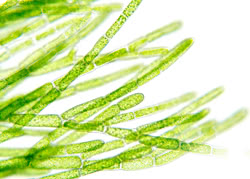 Alga Klamath al microscopio