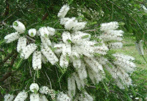 Melaleuca alternifolia (Tea tree)