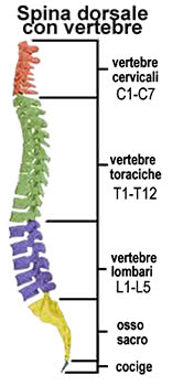 La colonna vertebrale