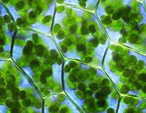 Cellule vegetali e cloroplasti