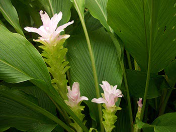 Curcuma