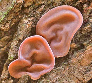 Auricularia