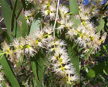 Cajeput - Melaleuca leucadendra