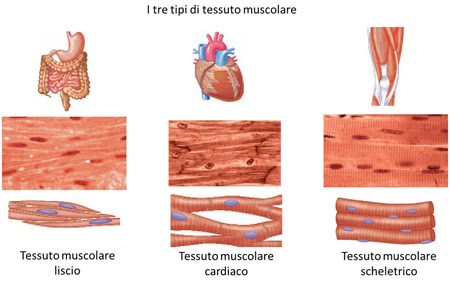 Tipi di tessuto muscolare