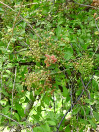 Lawsonia inermis: l'hennè