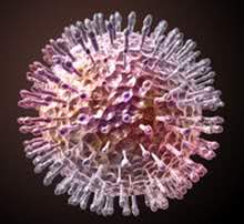 Il virus dell'herpes simplex