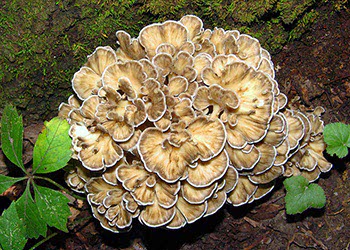 Maitake