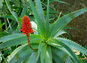 Aloe arborescens