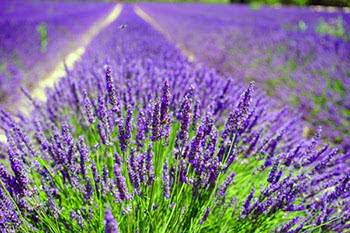 Lavanda