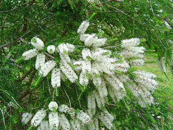 Melaleuca (Tea Tree)