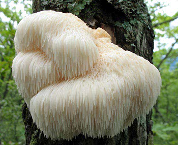 Hericium erinaceus