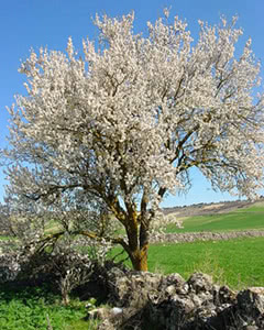 Mandorlo - Prunus amygdalus