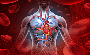Sistema cardiovascolare