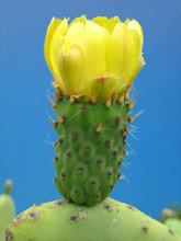 Opuntia - fiore