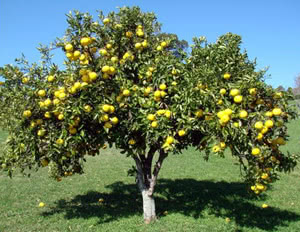 Albero di Pompelmo (Citrus paradisi)