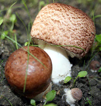 Agaricus Blazei Murril