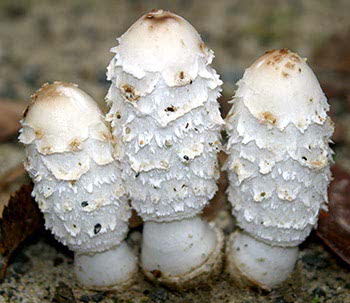 Coprinus