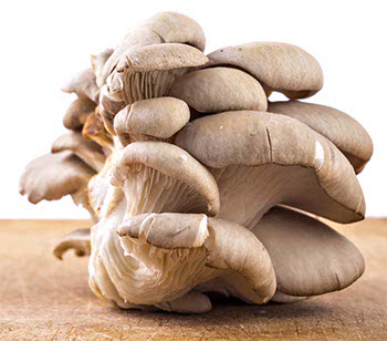 Pleurotus