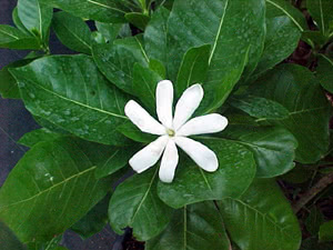Gardenia tahitensis