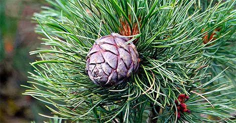 Pino Cembro, l'albero del sonno: per combattere stress e insonnia naturalmente