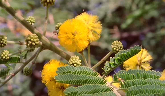 Acacia