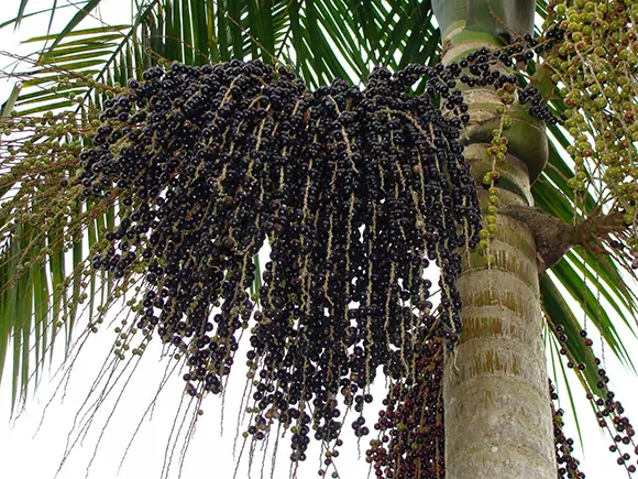 Açai