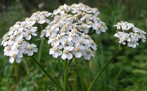 Achillea