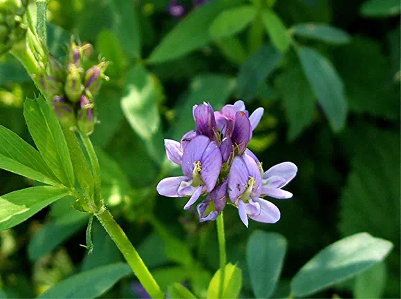 Alfalfa