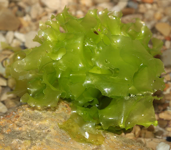 Alga Aosa