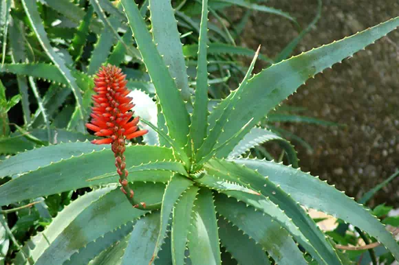 Aloe arborescens