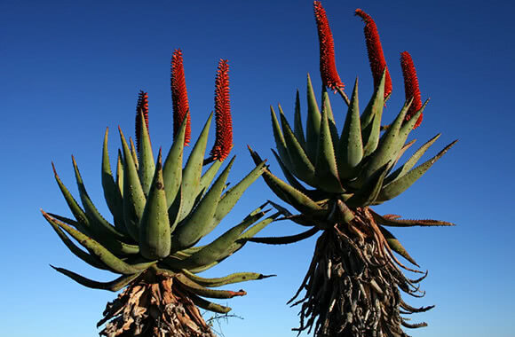 Aloe ferox