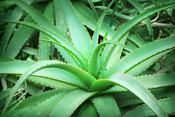 Aloe vera