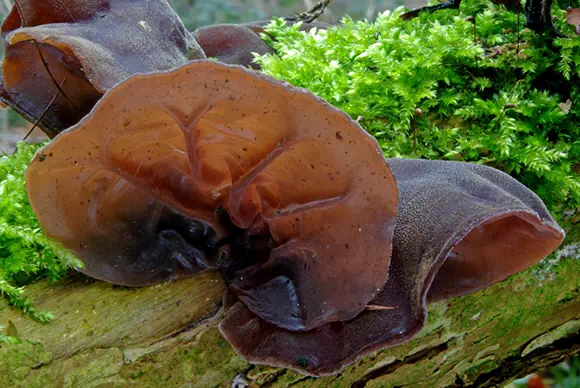 Auricularia