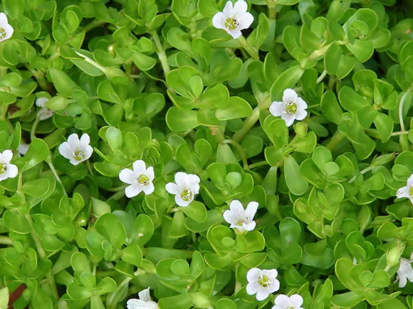 Bacopa - Brahmi