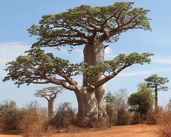 Baobab