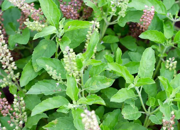 Basilico santo (Tulsi)