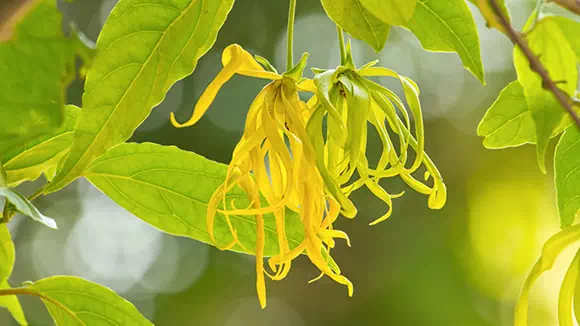 Cananga odorata (Ylang Ylang - Macassar)