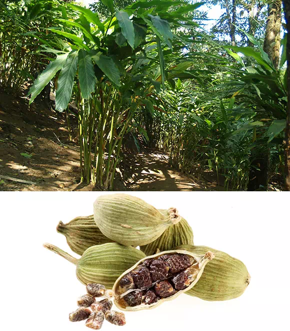 Cardamomo