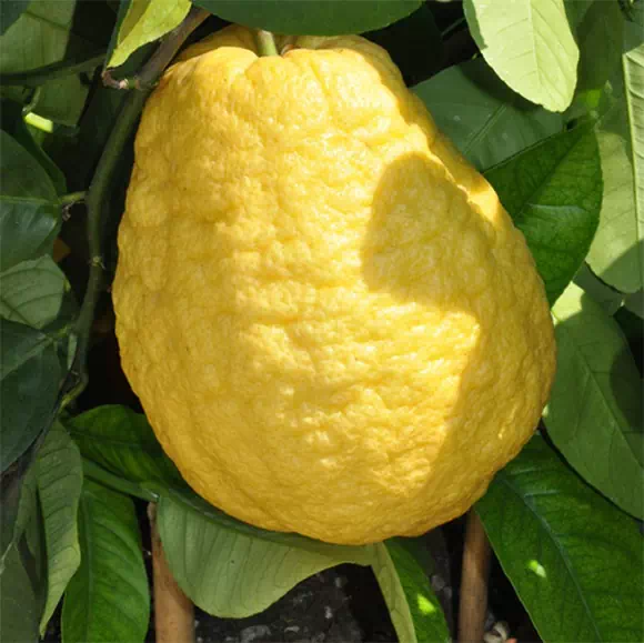 Cedro (Citrus medica)