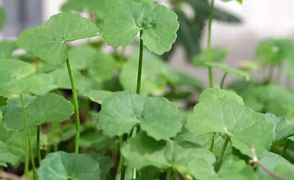 Centella asiatica