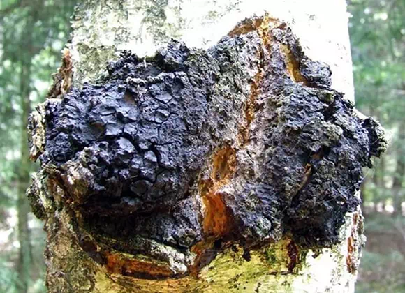 Chaga