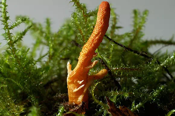 Cordyceps