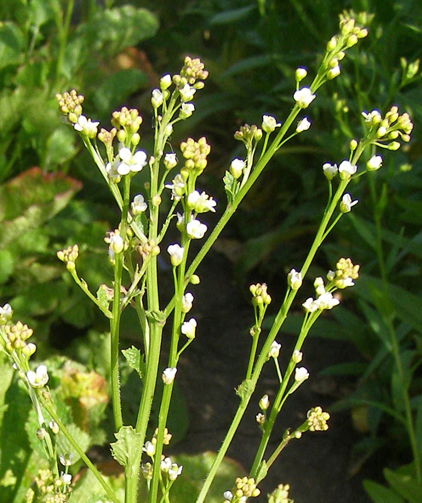 Crambe abyssinica