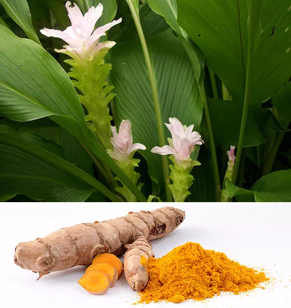 Curcuma