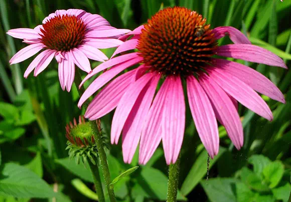 Echinacea